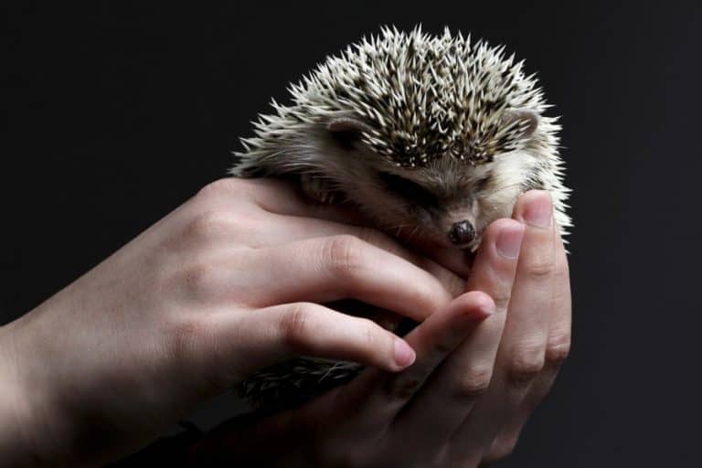 Do Hedgehogs Have Fleas? Identify, Treatment, Pass to Pets or Humans?
