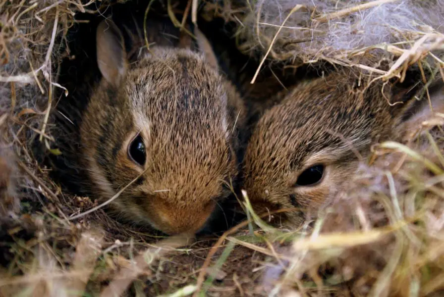 two squirrels nesting