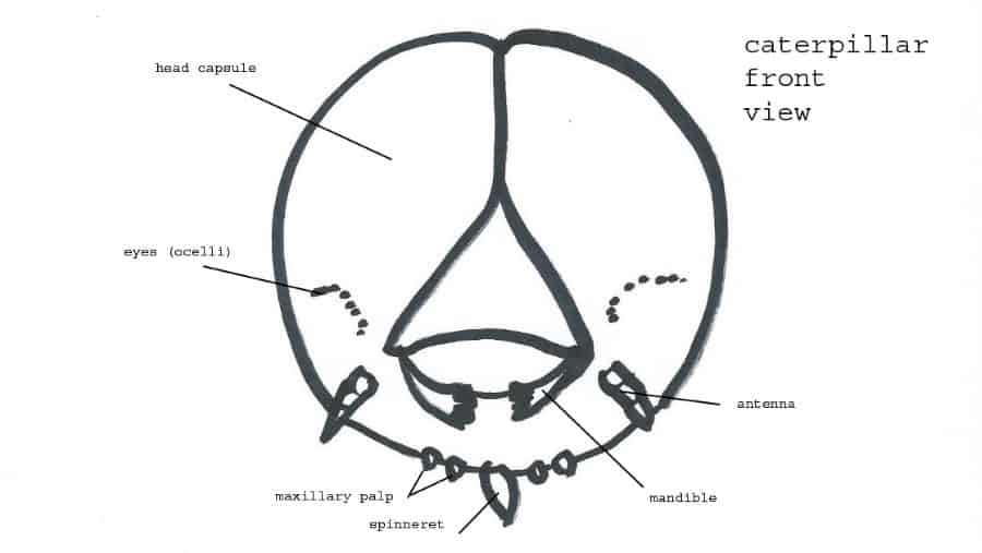 caterpillar biting anatomy