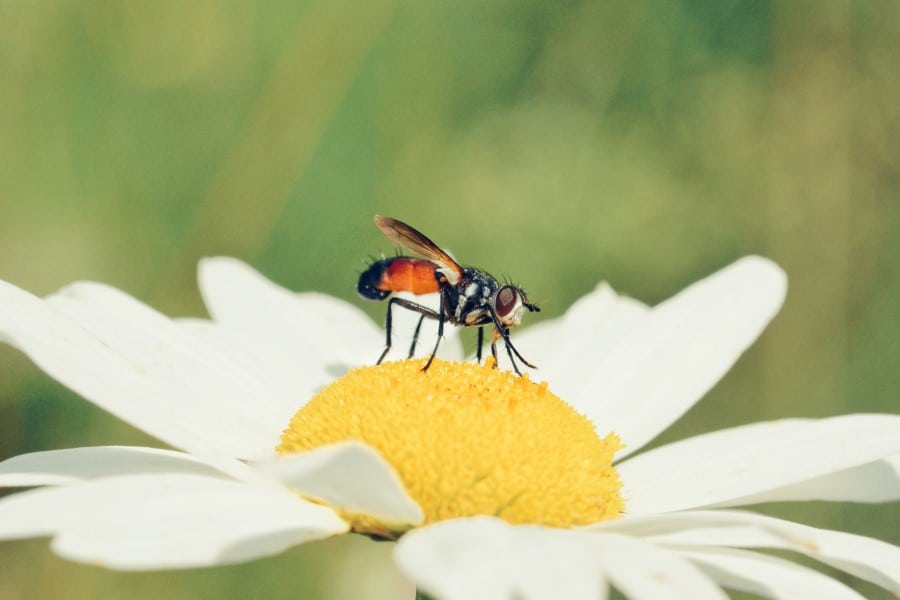 how does fly spray work