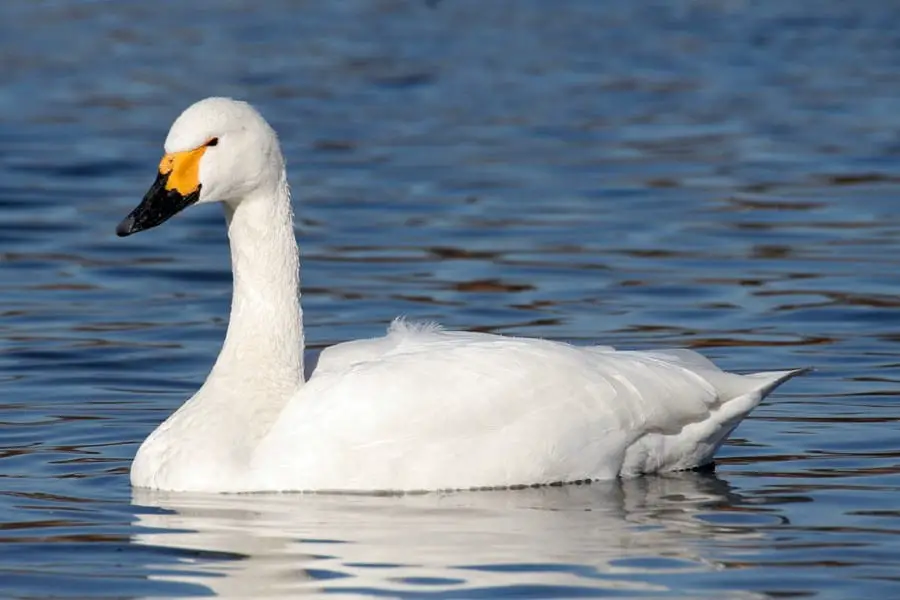 tundra swan