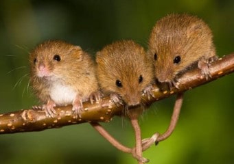 Three harvest mice friends forever