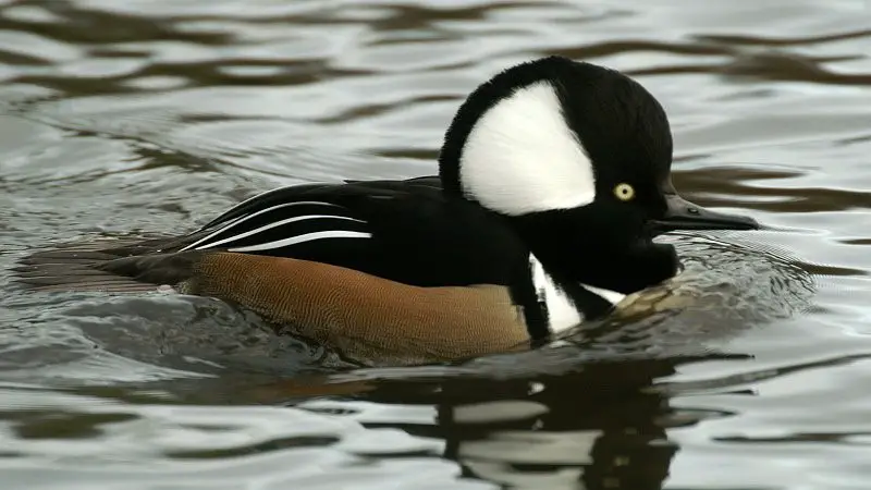 Hooded Merganser