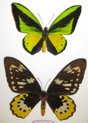 Ornithoptera goliath samsom pair