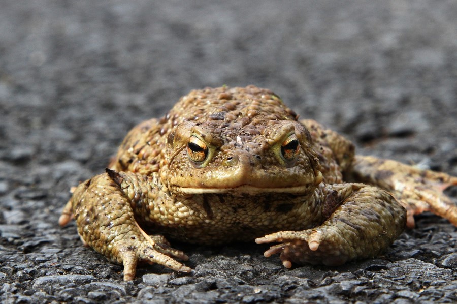 adult toad