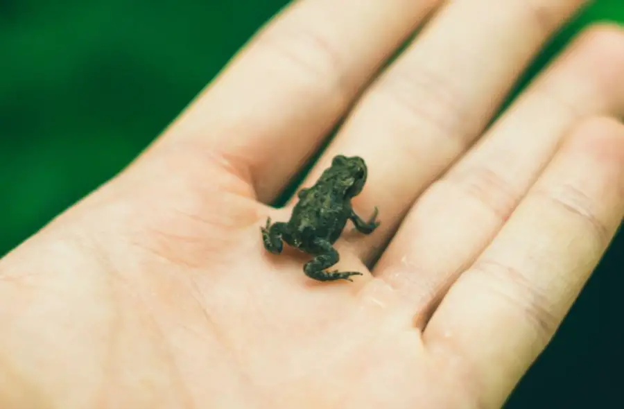 baby toad