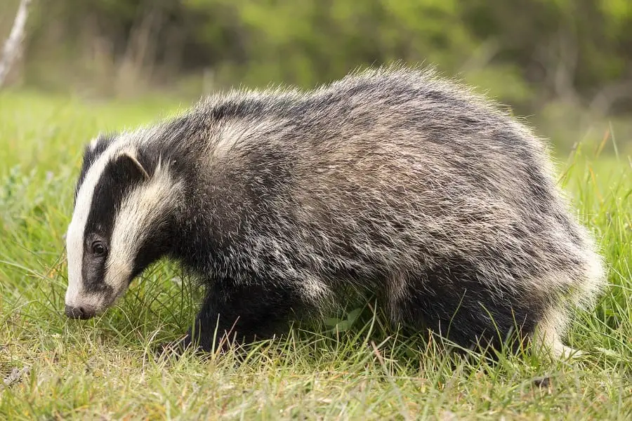 badgers eat foxes