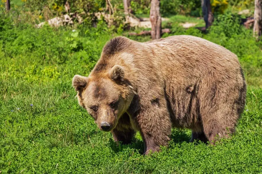 bears eat foxes