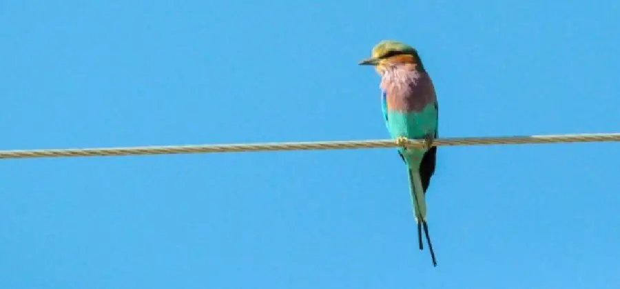 bee eater