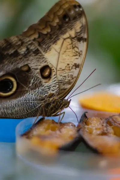 butterfly protection - eye shapes on wings