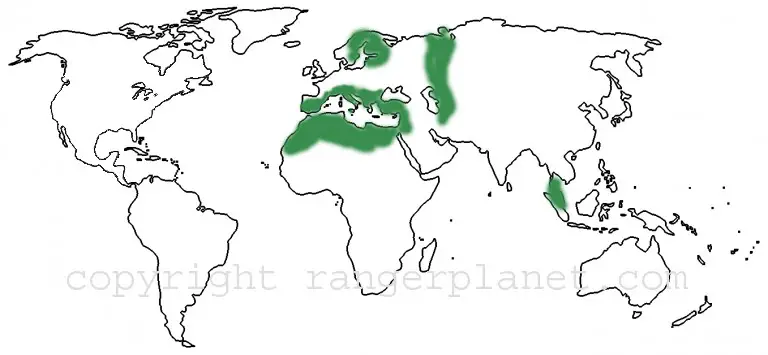 calyptra moth geographical spread