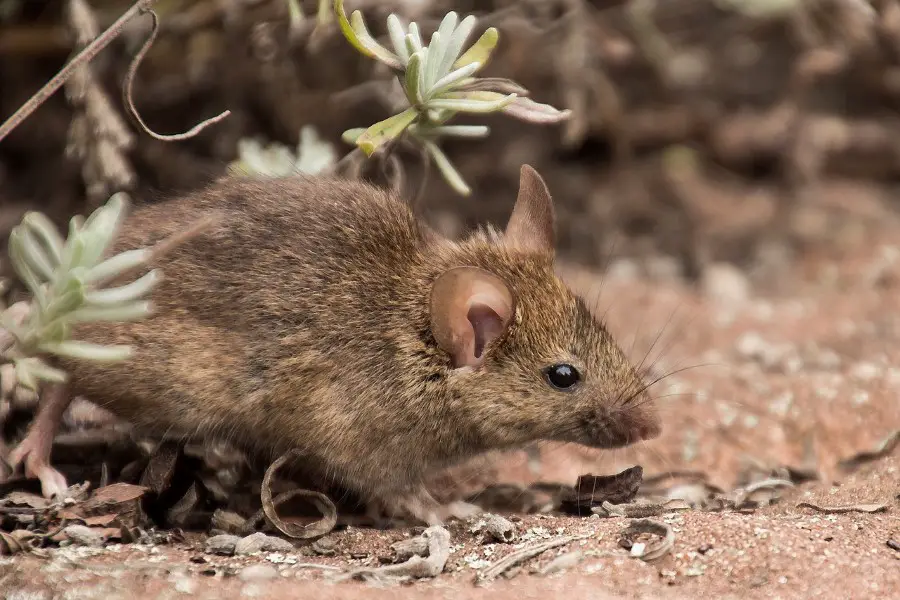 fieldmouse