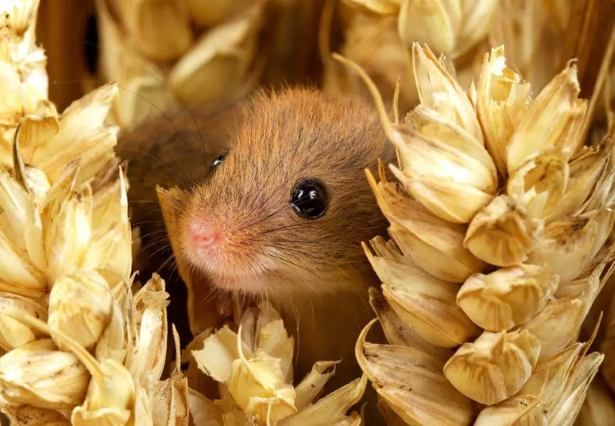 harvest mouse