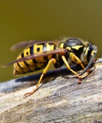 do wasps and hornets sting birds