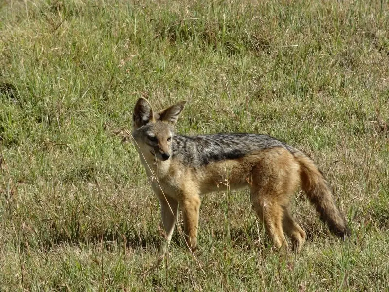 jackals eat foxes