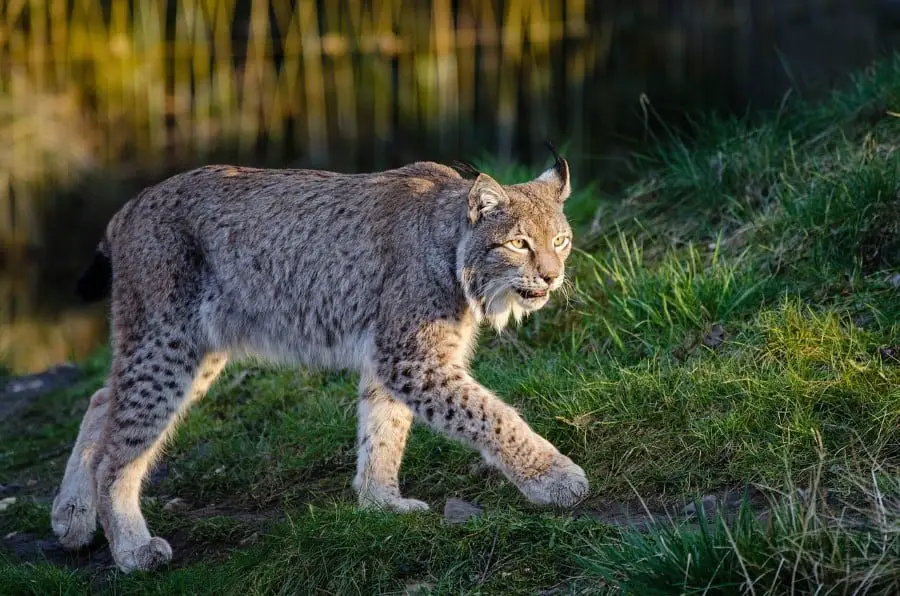Lynx Eat Foxes