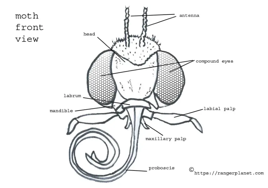 moth biting anatomy