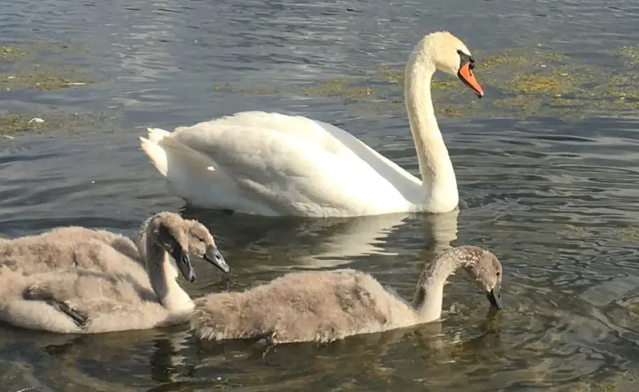 mute swan with cygnets