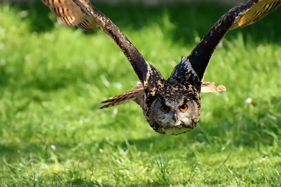 owls eat foxes