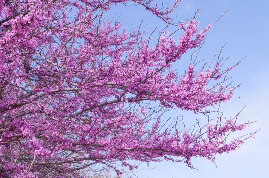 eastern redbud