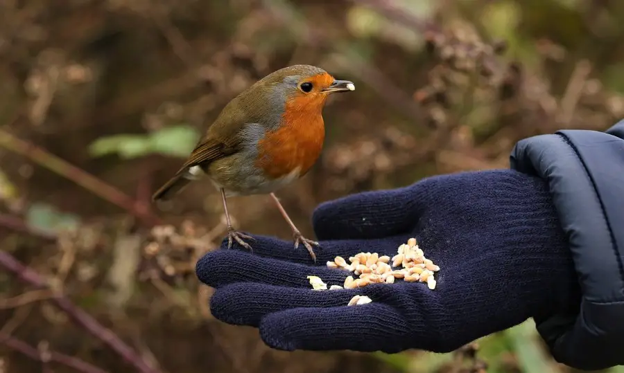 do robins make good pets - robin feeding from hand