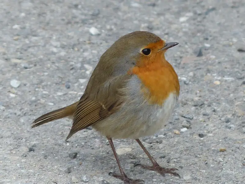 why do robins hop - robin standing on floor