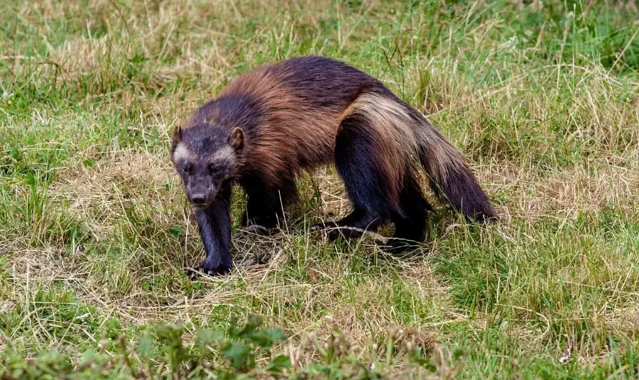 wolverines eat Foxes