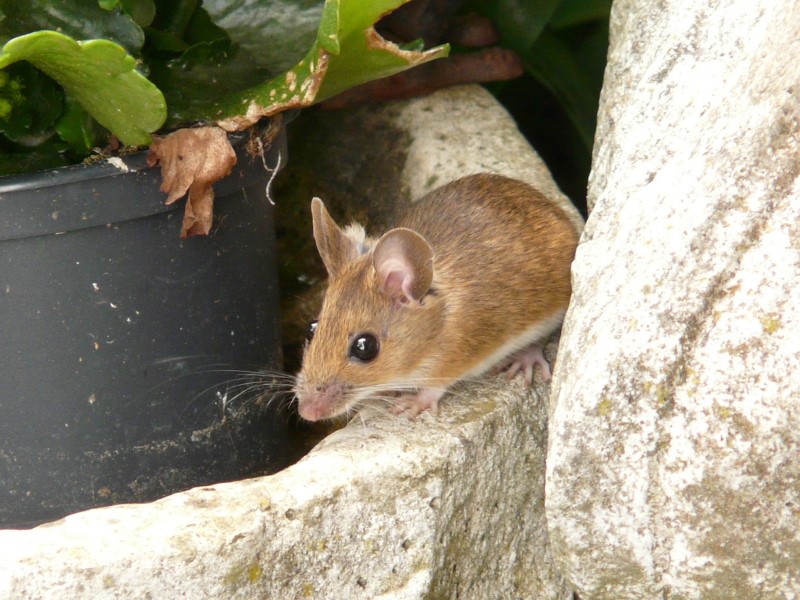 field mouse, wood mouse