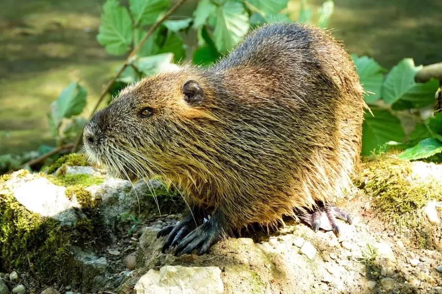 active beaver