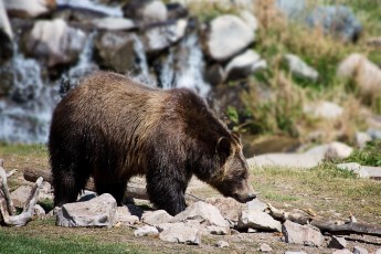 bears eat rabbits