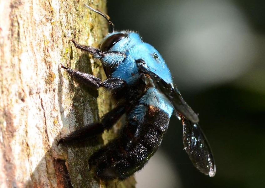 blue carpenter bee on tree