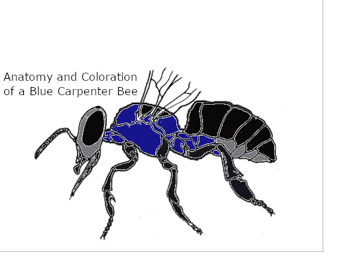 blue carpenter bee anatomy and coloring