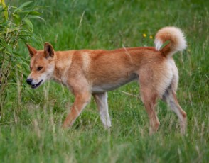 dingo's eat rabbits