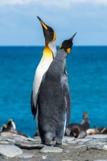 emperor penguin