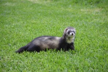 ferrets eat rabbits