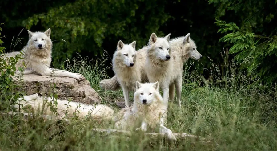 pack of wolves