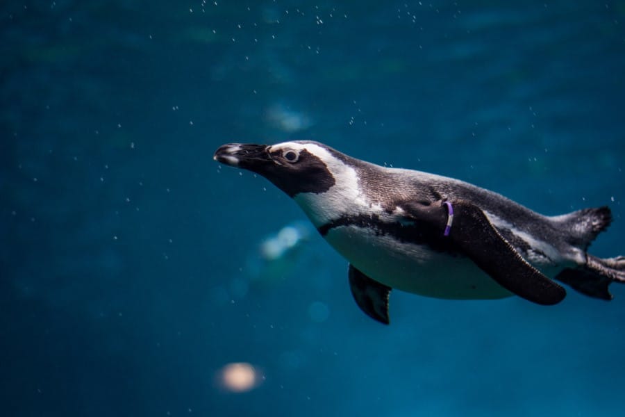 can penguins fly - penguin swimming under water