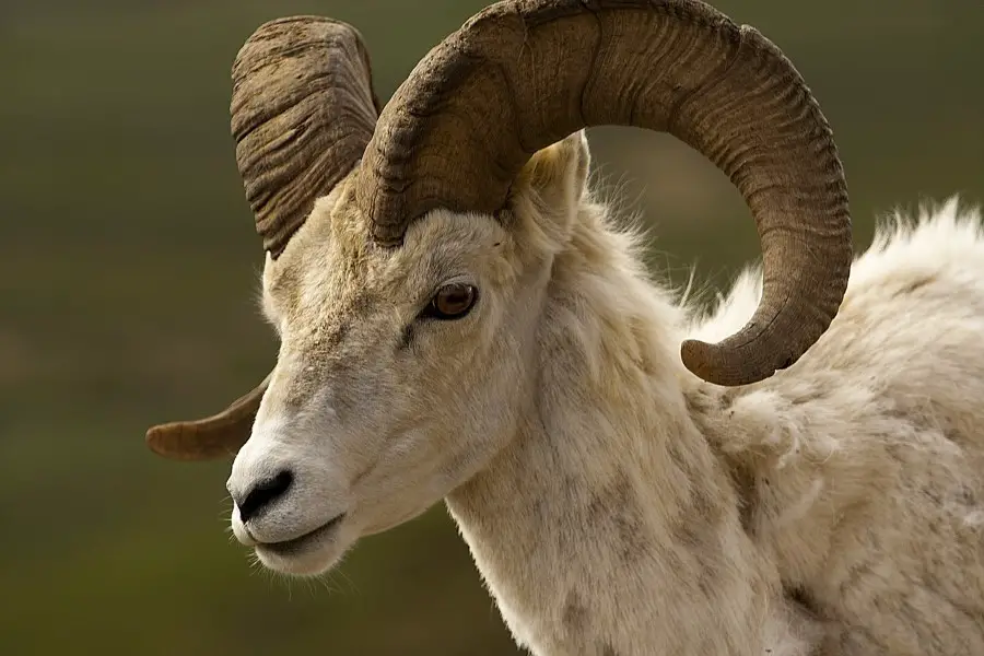 bighorn sheep