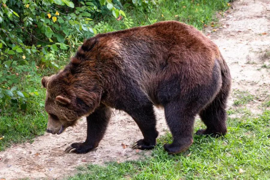 brown bear