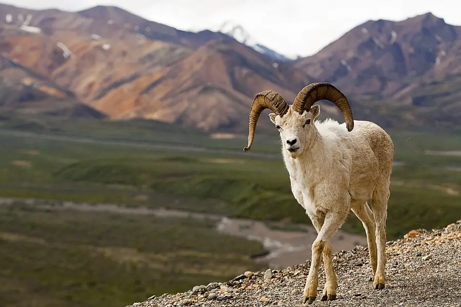 dall sheep