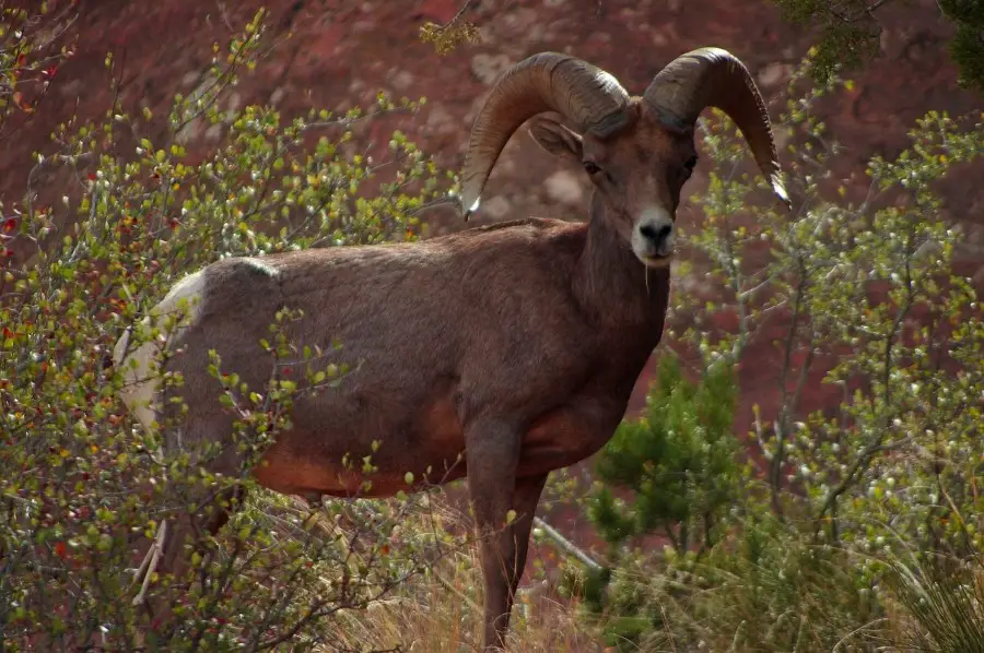 desert bighorn sheep