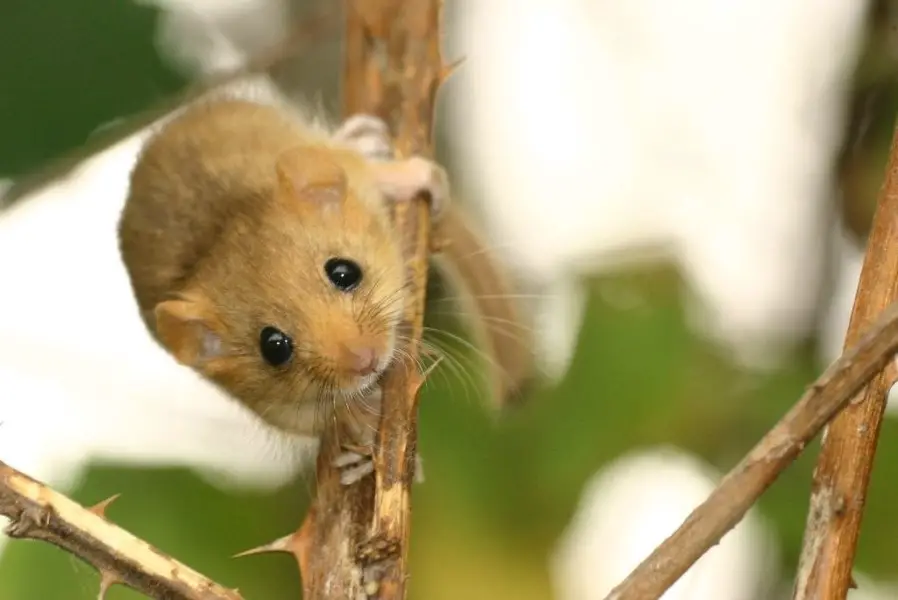 dormouse climbing