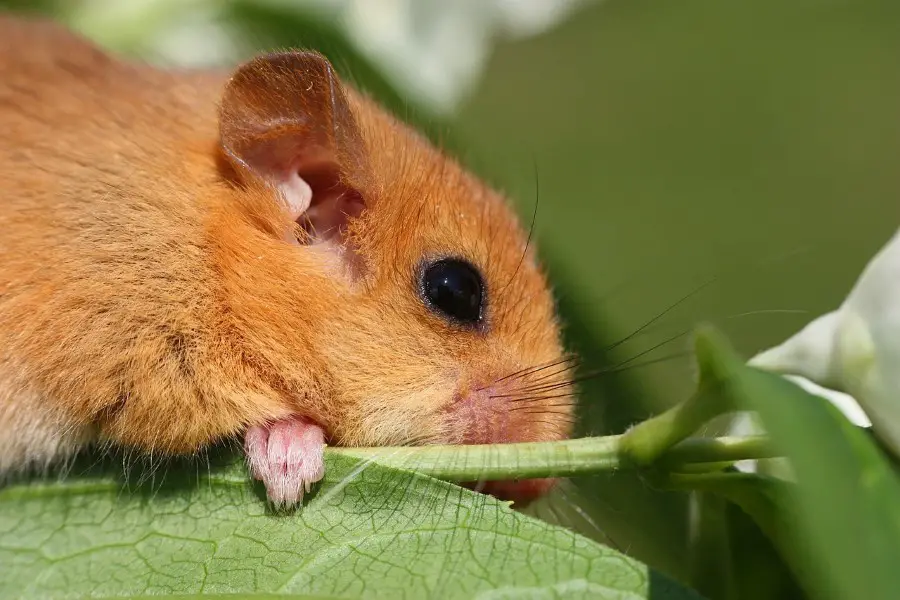 dormouse