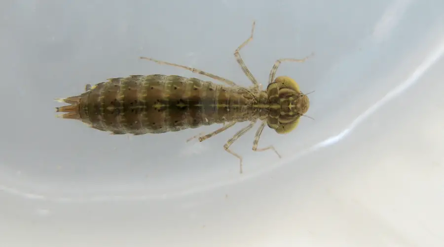 dragonfly nymph or larvae