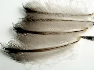 penguin feathers