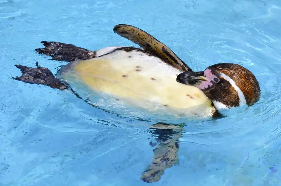 humboldt-penguin