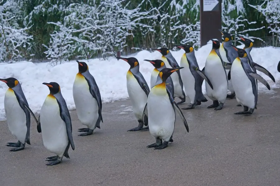 king-penguin