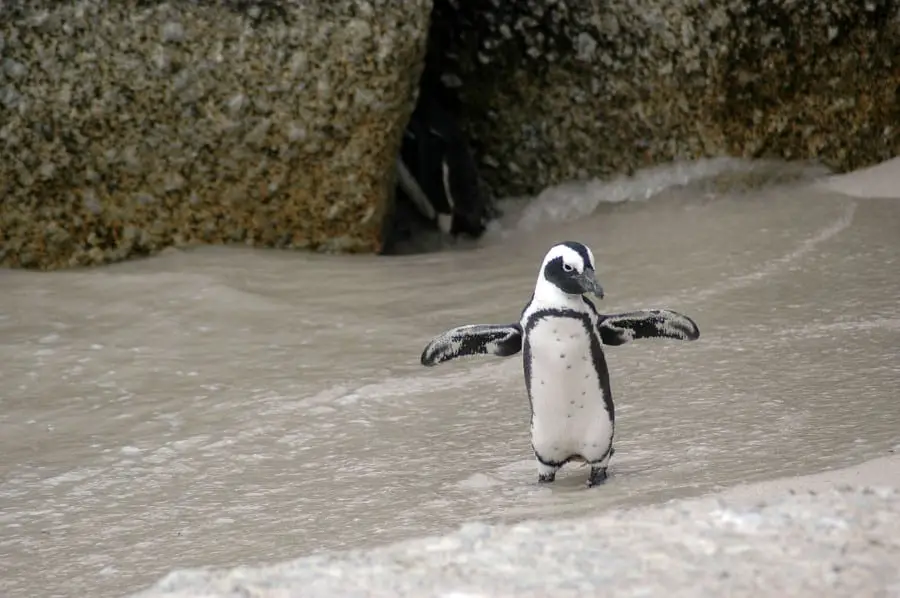 magellanic-penguin