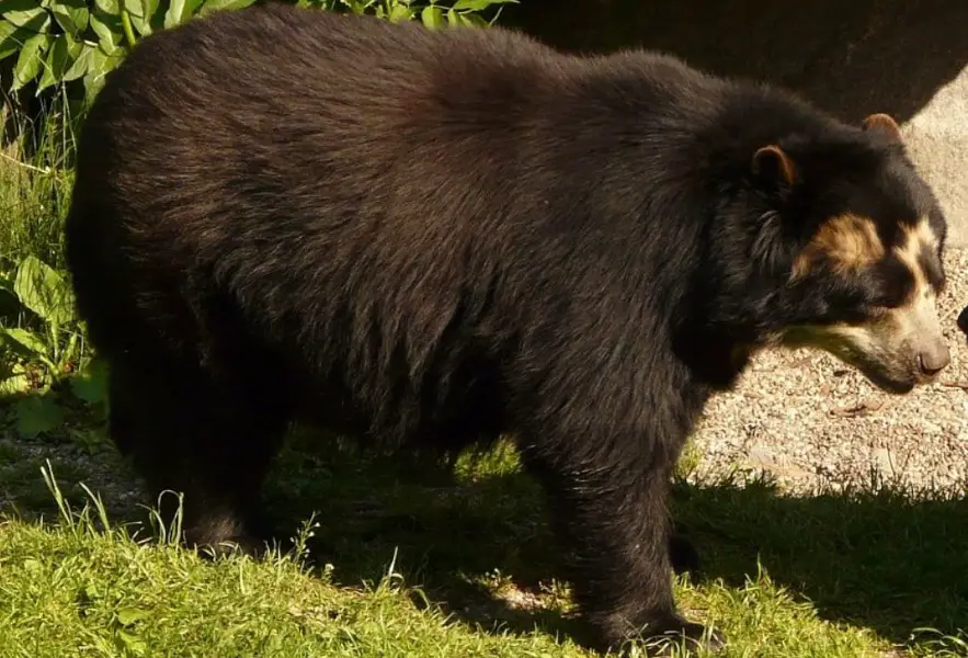 spectacled bear