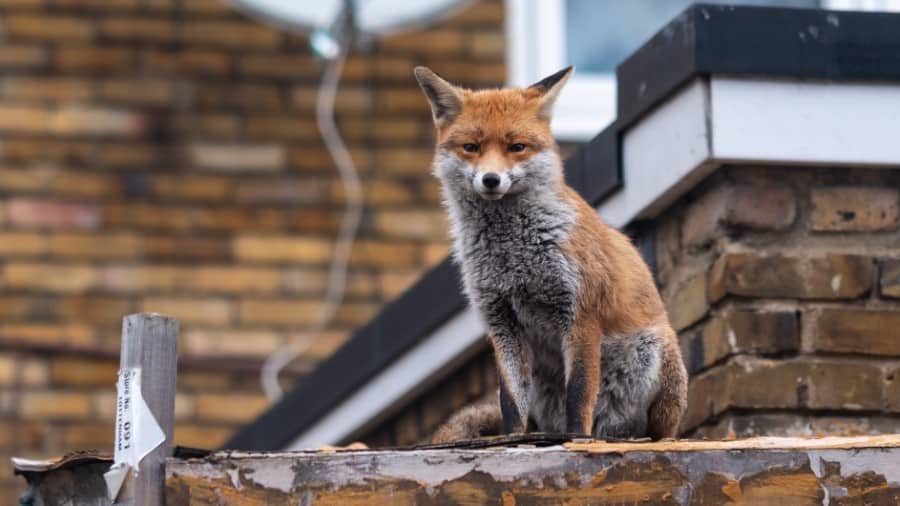 urban fox